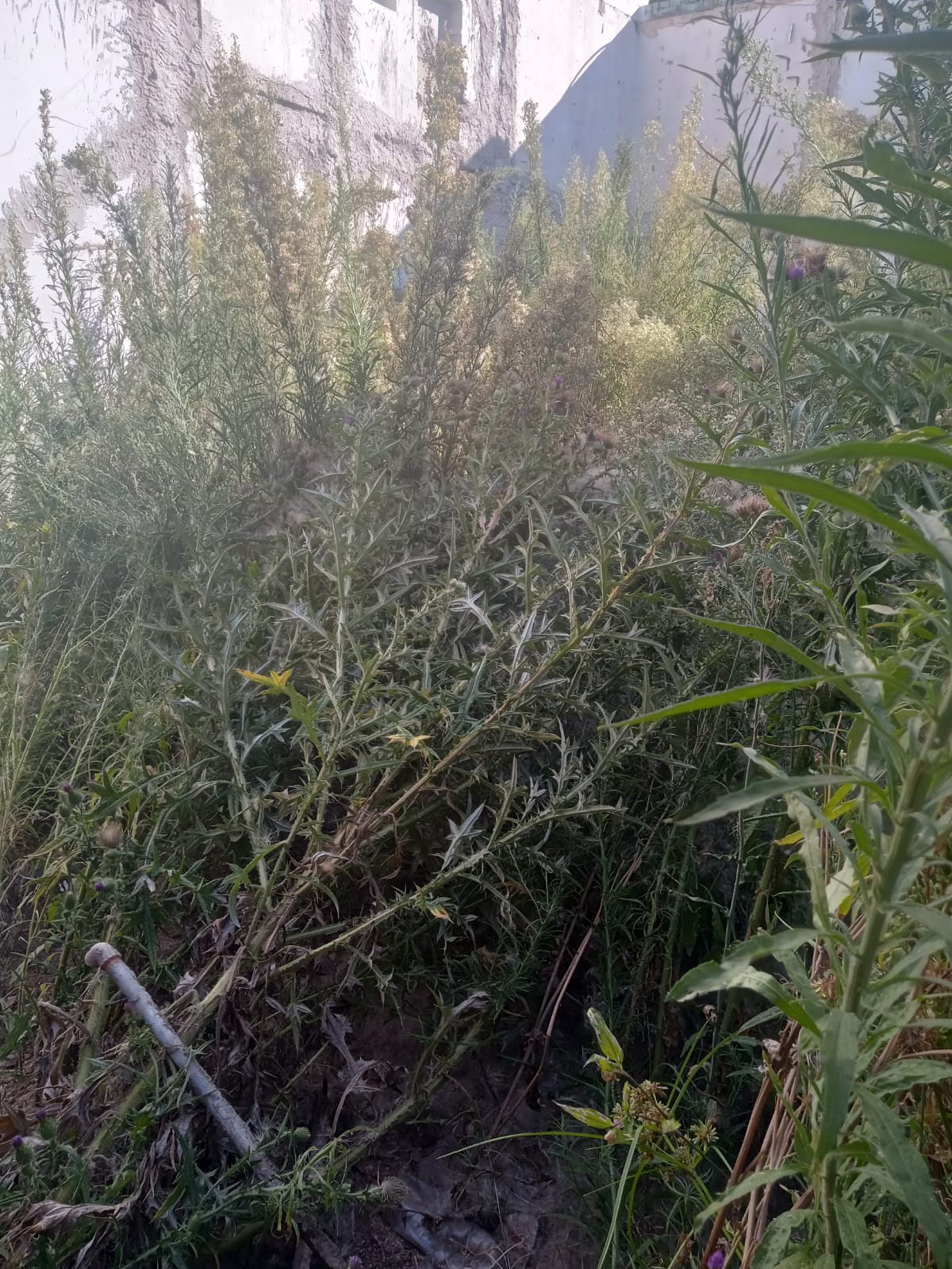 Desmalezado y Limpieza de Terreno en Villa Urquiza - CABA - Buenos Aires. Caso César