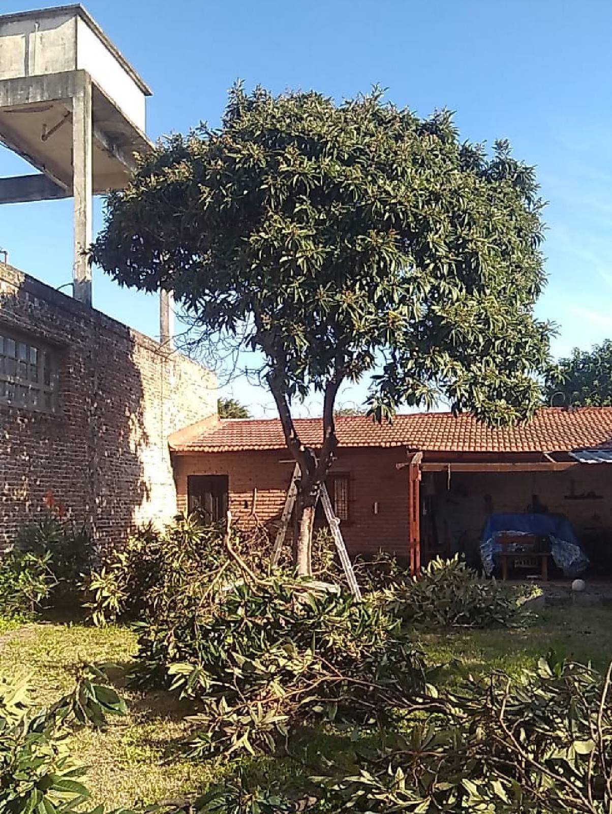 Poda de Altura en San Martín