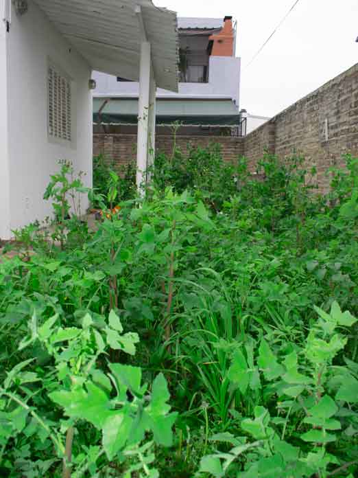 Servicio de Desmalezado de Terreno en San Martín - San Andrés