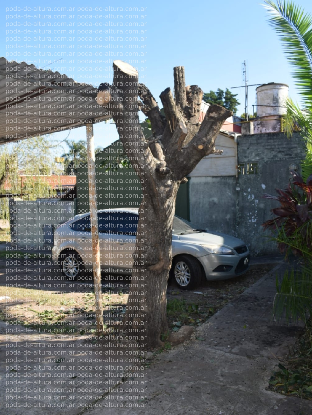 Servicio de Poda de Altura en San Martín
