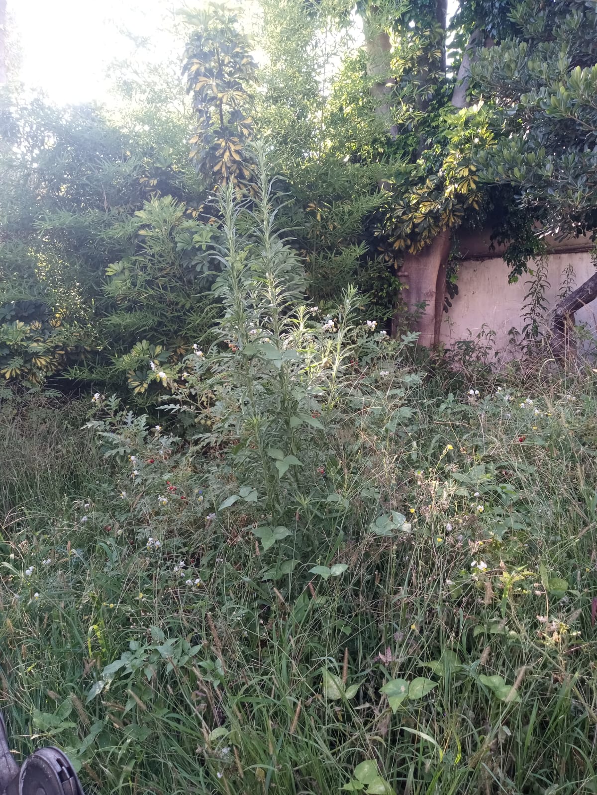 Servicio de Desmalezado y Limpieza de Terrenos en Villa Urquiza