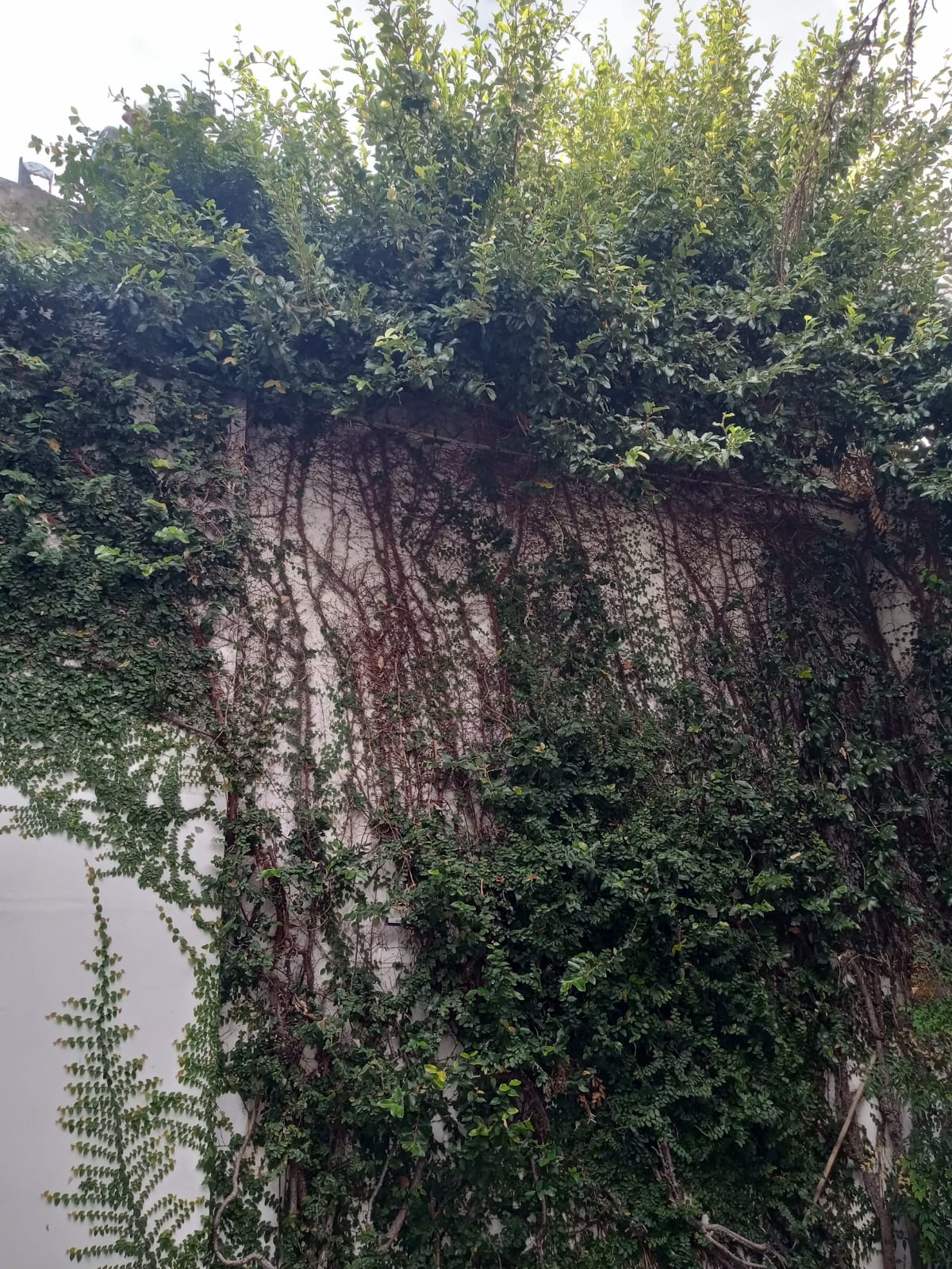 Expertos en Poda de Enredaderas en Buenos Aires