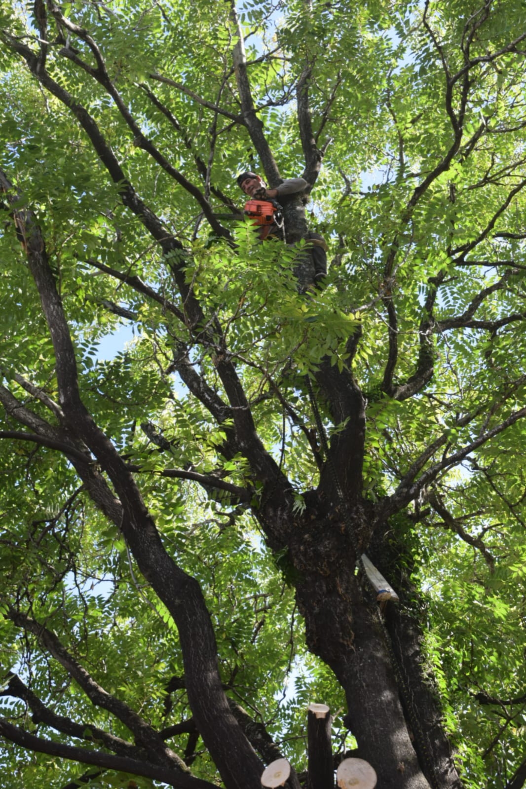 Tala Controlada de 2 Árboles de Gran Porte en Chacarita – CABA