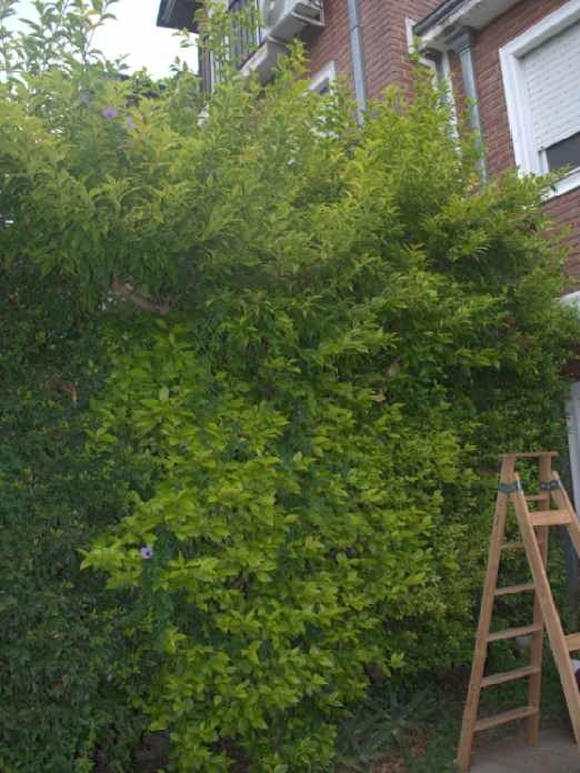 Servicio de Jardineria en Beccar
