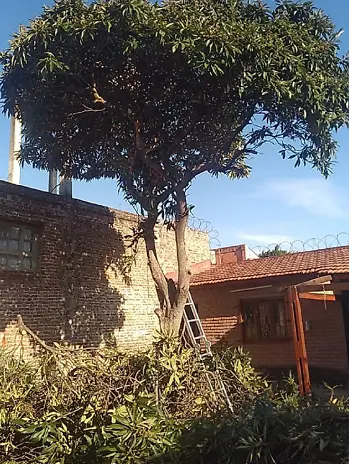 Poda de Altura en San Martín - imagen 1