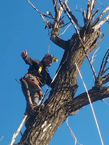 Servicio de Poda de Altura en Caballito, CABA - imagen 1