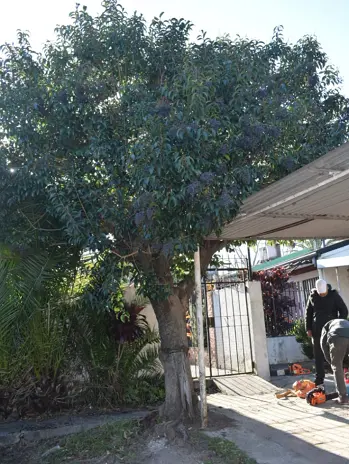 Servicio de Poda de Altura en San Martín - imagen 1