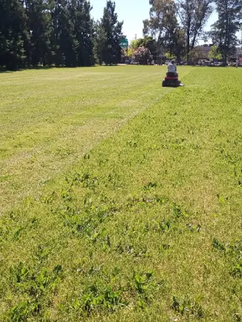 Servicio de Corte de Pasto en Canchas de Rugby - imagen 1