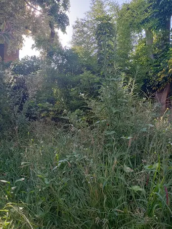 Servicio de Desmalezado y Limpieza de Terrenos en Villa Urquiza – CABA – Buenos Aires: Caso Ivana - imagen 1