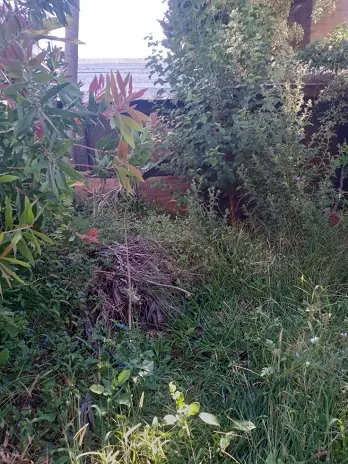 Servicio de Desmalezado y Limpieza de Terrenos en Villa Urquiza – CABA – Buenos Aires: Caso Ivana - imagen 2