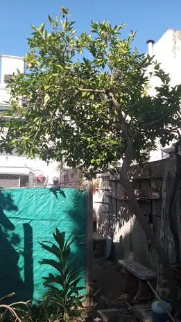 Servicio de Desmalezado y Limpieza de Terrenos en Villa Urquiza – CABA – Buenos Aires: Caso Ivana - imagen 3