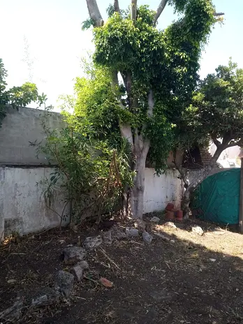 Servicio de Desmalezado y Limpieza de Terrenos en Villa Urquiza – CABA – Buenos Aires: Caso Ivana - imagen 15