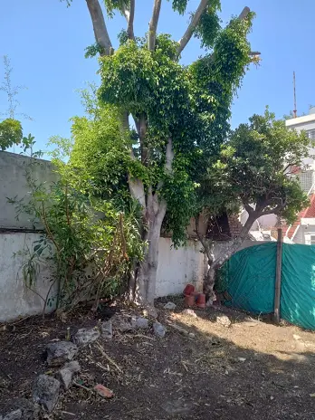 Servicio de Desmalezado y Limpieza de Terrenos en Villa Urquiza – CABA – Buenos Aires: Caso Ivana - imagen 16