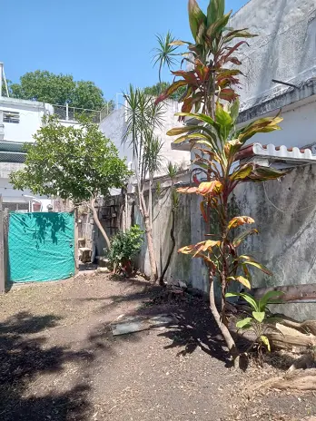 Servicio de Desmalezado y Limpieza de Terrenos en Villa Urquiza – CABA – Buenos Aires: Caso Ivana - imagen 17