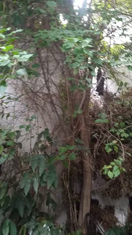 Poda de Altura en Saavedra – CABA – Buenos Aires