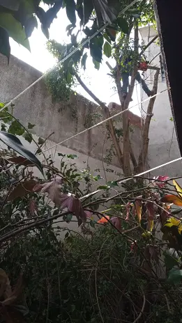 Poda de Altura en Saavedra – CABA – Buenos Aires - imagen 3