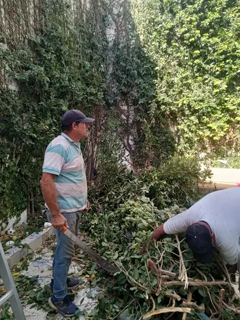 Expertos en Poda de Enredaderas en Buenos Aires - imagen 1