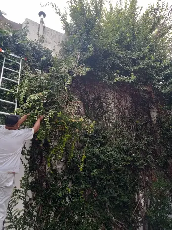 Expertos en Poda de Enredaderas en Buenos Aires - imagen 2