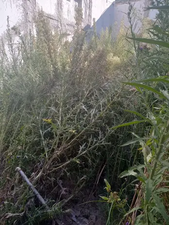 Desmalezado y Limpieza de Terreno en Villa Urquiza - CABA - Buenos Aires. Caso César
