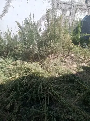 Desmalezado y Limpieza de Terreno en Villa Urquiza - CABA - Buenos Aires. Caso César - imagen 7