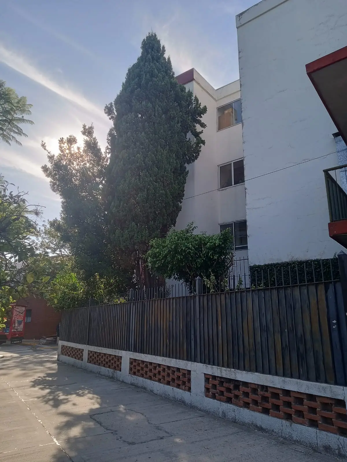 Poda de Seguridad en Altura Saavedra: Eliminamos el Riesgo de un Pino de 12 Metros y un Laurel Peligroso