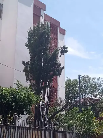 Poda de Seguridad en Altura Saavedra: Eliminamos el Riesgo de un Pino de 12 Metros y un Laurel Peligroso - imagen 2