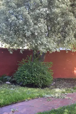 🌿 Recuperación de Jardín: Limpieza de Enredaderas y Cercos en Beccar - Buenos Aires - imagen 7