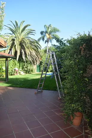 🌿 Recuperación de Jardín: Limpieza de Enredaderas y Cercos en Beccar - Buenos Aires - imagen 8