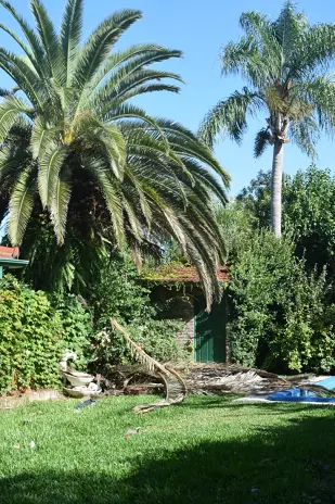 🌿 Recuperación de Jardín: Limpieza de Enredaderas y Cercos en Beccar - Buenos Aires - imagen 11