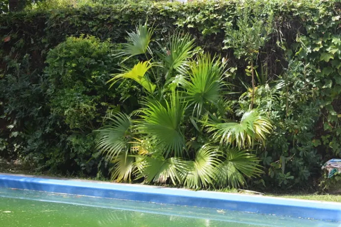 🌿 Recuperación de Jardín: Limpieza de Enredaderas y Cercos en Beccar - Buenos Aires - imagen 16