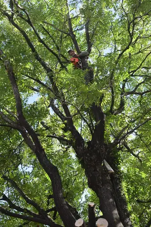 🌲 Tala Controlada de 2 Árboles de Gran Porte en Chacarita – CABA