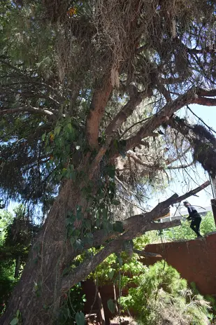 🌲 Tala Controlada de 2 Árboles de Gran Porte en Chacarita – CABA - imagen 1