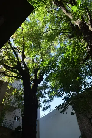 🌲 Tala Controlada de 2 Árboles de Gran Porte en Chacarita – CABA - imagen 2