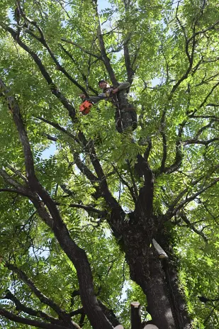 🌲 Tala Controlada de 2 Árboles de Gran Porte en Chacarita – CABA - imagen 3