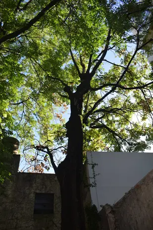 🌲 Tala Controlada de 2 Árboles de Gran Porte en Chacarita – CABA - imagen 7