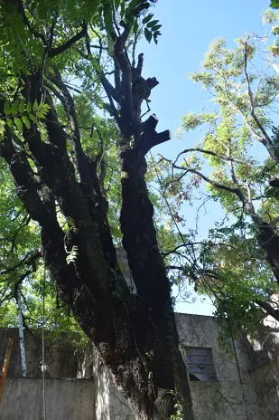 🌲 Tala Controlada de 2 Árboles de Gran Porte en Chacarita – CABA - imagen 8