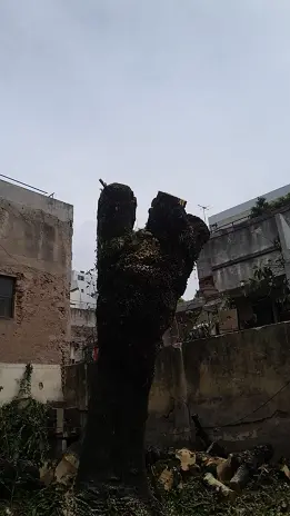 🌲 Tala Controlada de 2 Árboles de Gran Porte en Chacarita – CABA - imagen 9