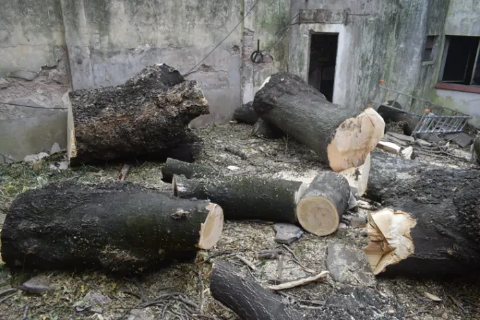 🌲 Tala Controlada de 2 Árboles de Gran Porte en Chacarita – CABA - imagen 10