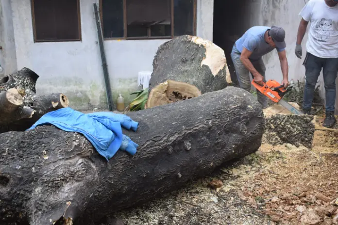 🌲 Tala Controlada de 2 Árboles de Gran Porte en Chacarita – CABA - imagen 11
