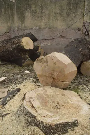 🌲 Tala Controlada de 2 Árboles de Gran Porte en Chacarita – CABA - imagen 12