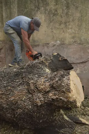 🌲 Tala Controlada de 2 Árboles de Gran Porte en Chacarita – CABA - imagen 13