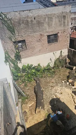 🌲 Tala Controlada de 2 Árboles de Gran Porte en Chacarita – CABA - imagen 14