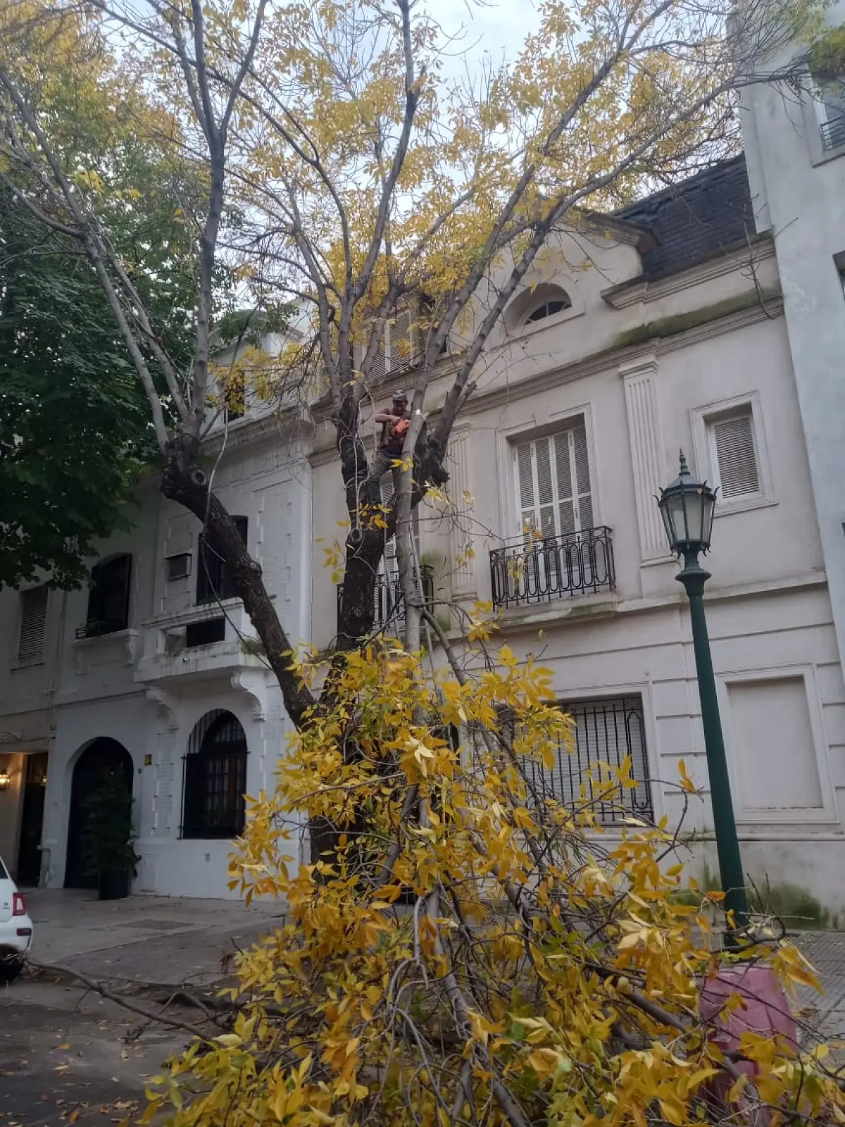 🌳 Servicio de Poda de Altura en Palermo – Buenos Aires