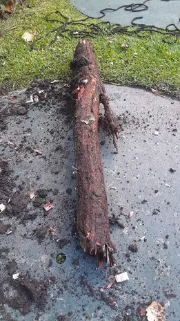 🌳 Servicio de Poda de Altura en Palermo – Buenos Aires - imagen 1