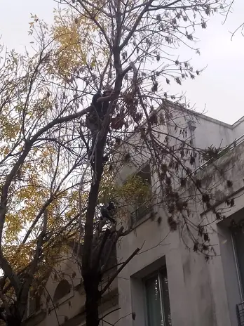 🌳 Servicio de Poda de Altura en Palermo – Buenos Aires - imagen 2