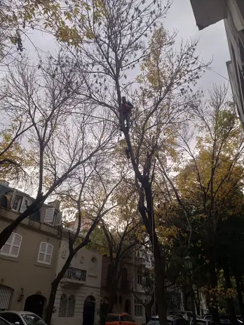 🌳 Servicio de Poda de Altura en Palermo – Buenos Aires - imagen 3