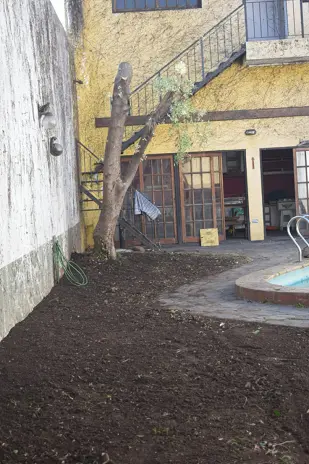 Poda de Altura y Nivelación de Terreno