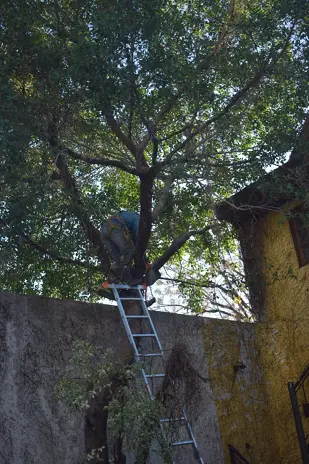Poda de Altura y Nivelación de Terreno - imagen 2