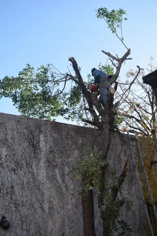 Poda de Altura y Nivelación de Terreno - imagen 7