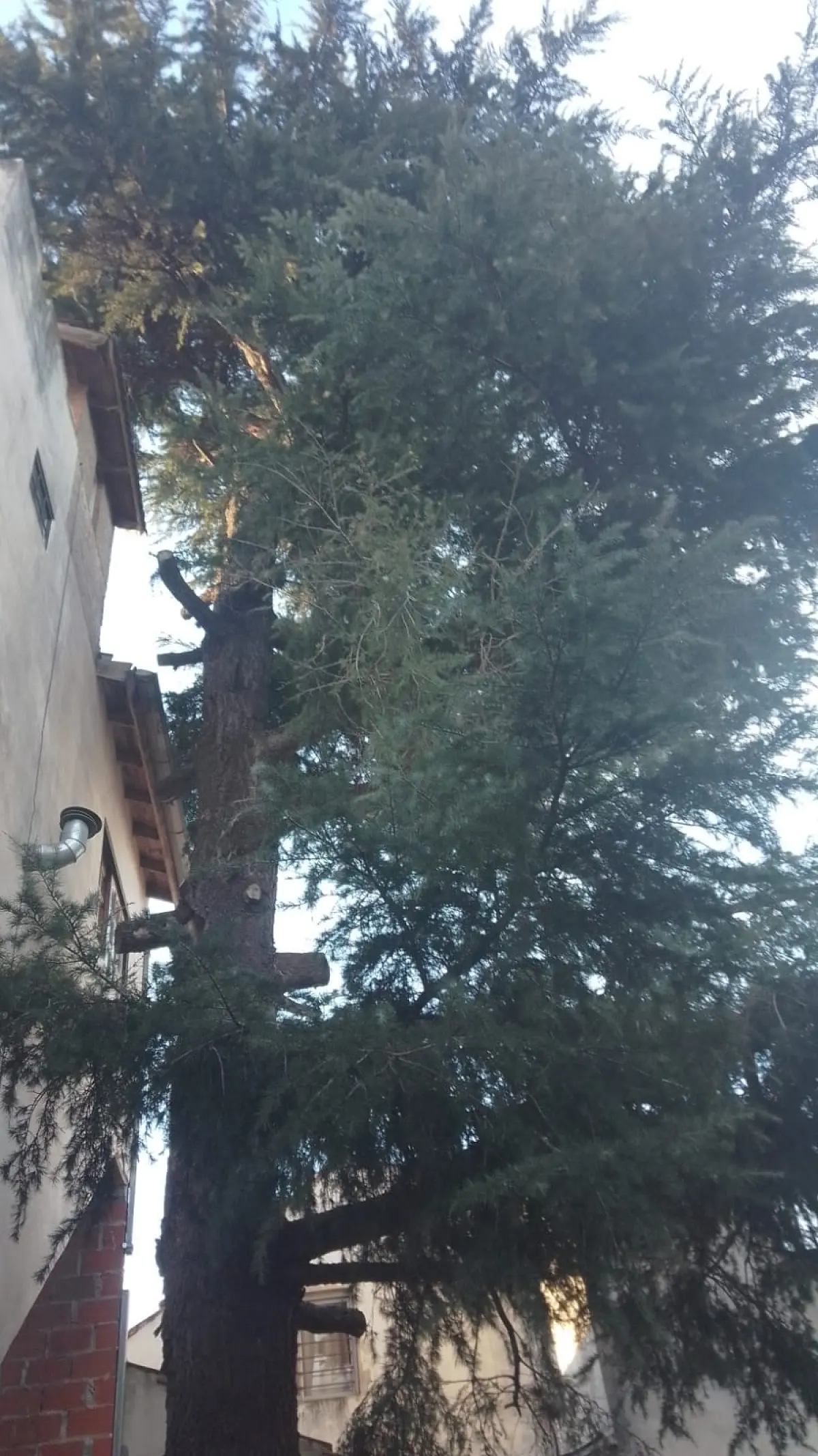Servicio de Poda de Árboles en Buenos Aires